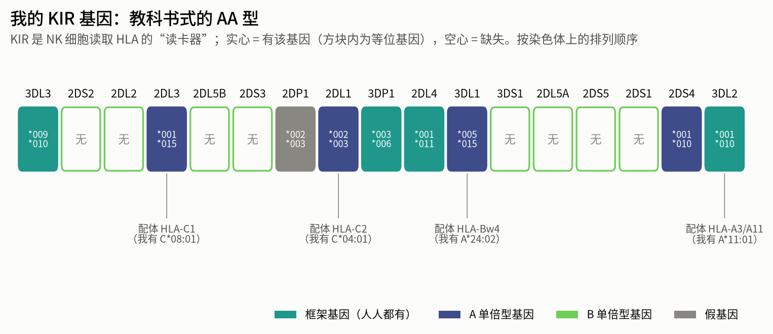 KIR 基因有无